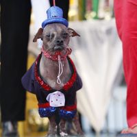  "Mugly" élu chien le plus laid du monde
